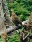 Our buddy, the grouse