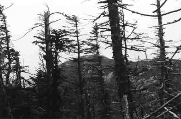 Mt. Osceola from East Peak