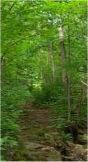 The trail