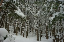 The trees caked in snow